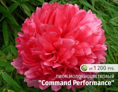 Command Performance.jpg